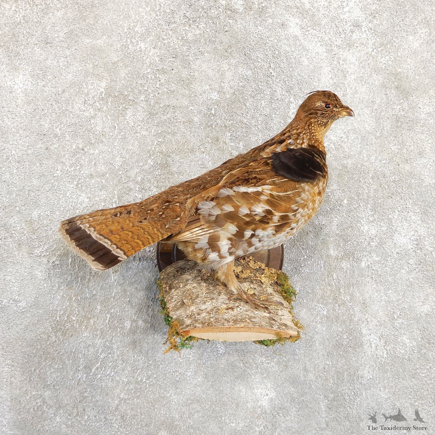 Ruffed Grouse Bird Mount For Sale #19719 @ The Taxidermy Store