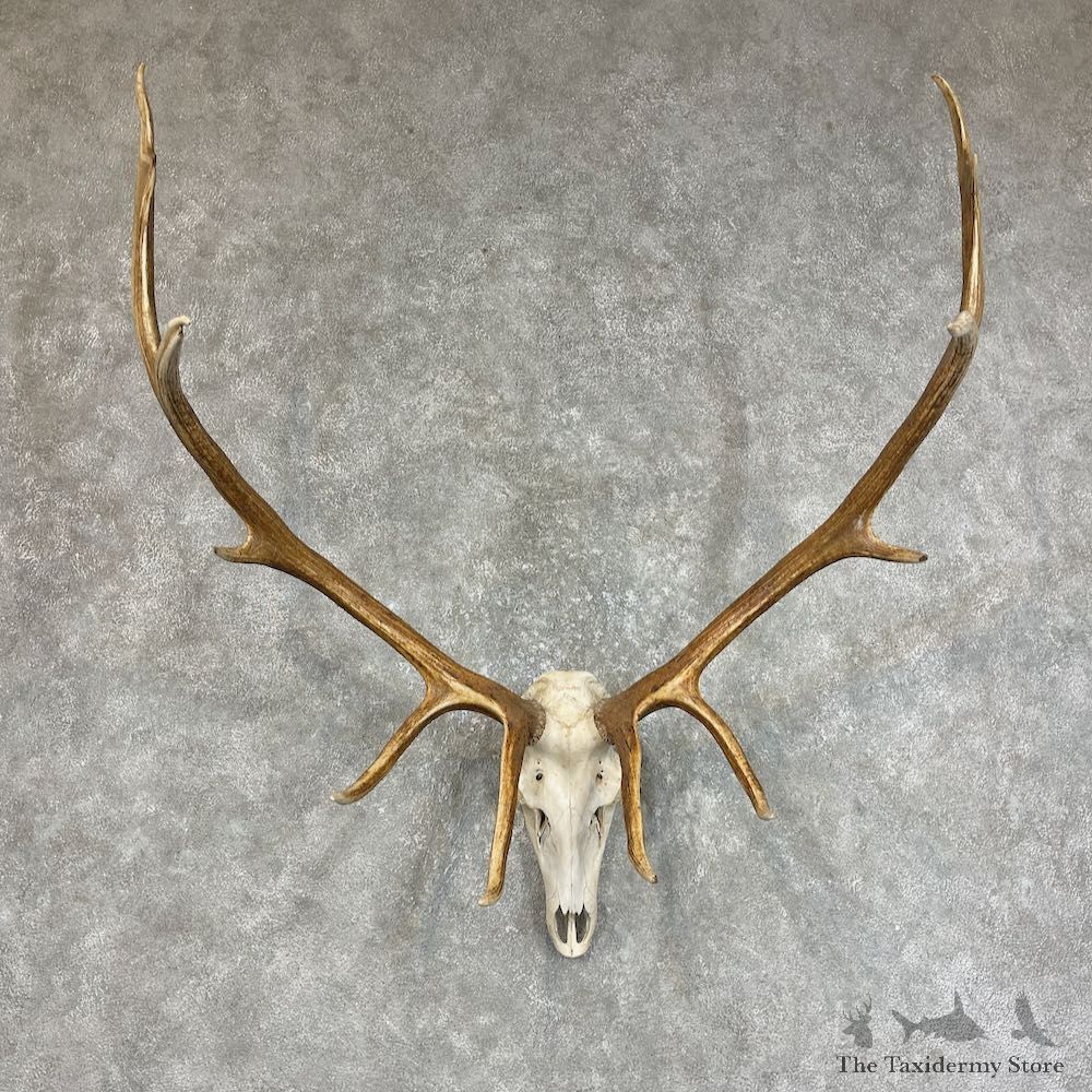 Rocky Mountain Elk Plaque Mount For Sale #25723 @ The Taxidermy Store