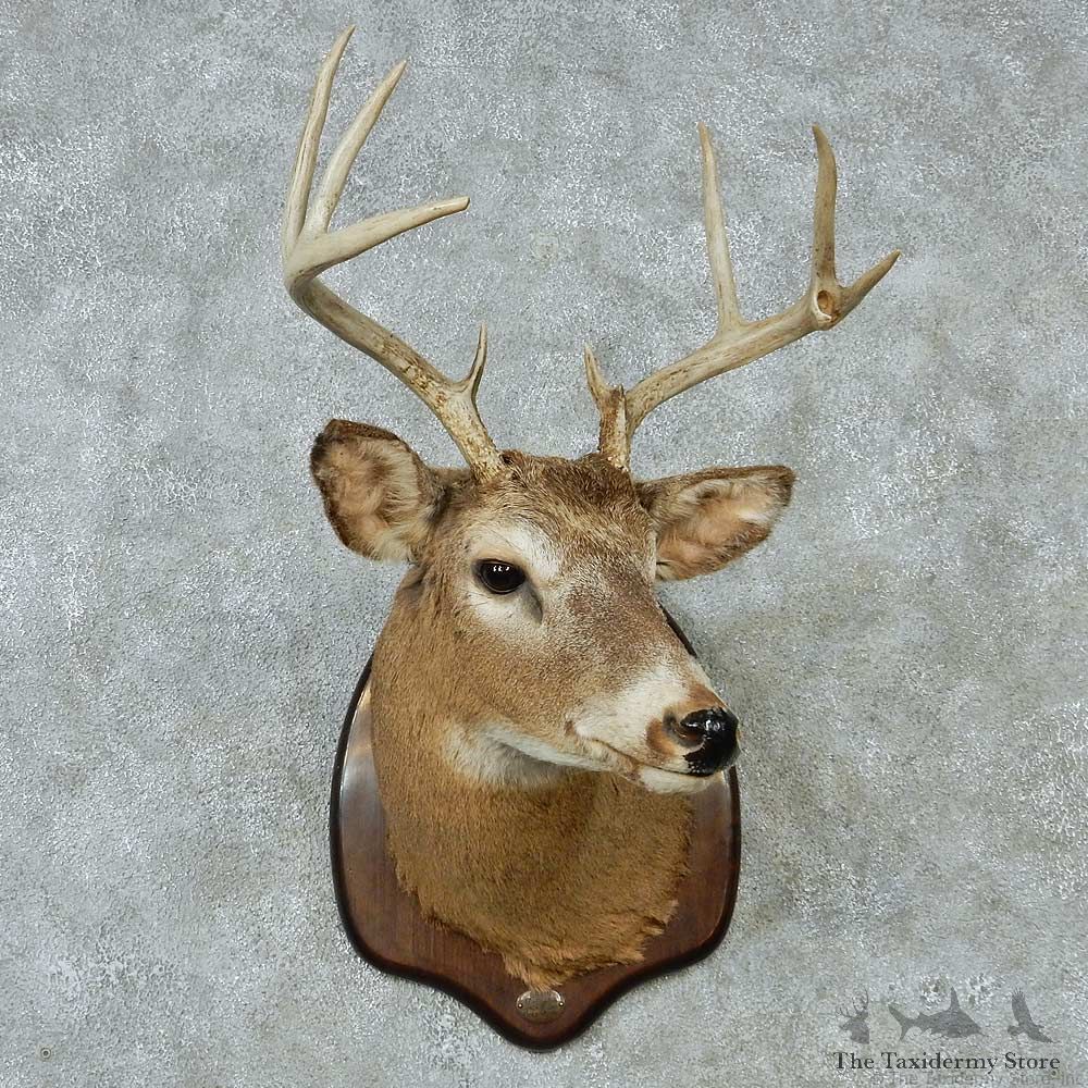Whitetail Deer Taxidermy Shoulder Mount #13150 For Sale @ The Taxidermy Store