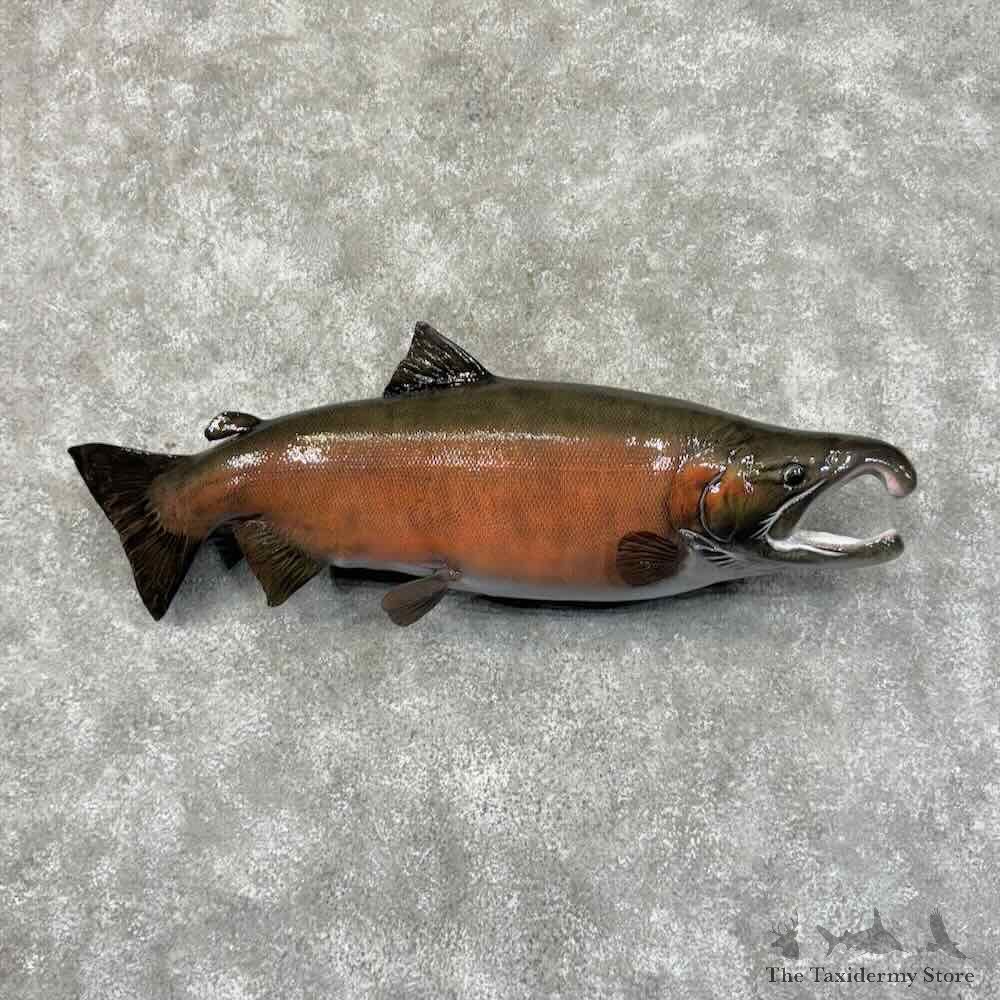 Spawning Phase King Chinook Salmon Fish Mount For Sale #31193 @ The Taxidermy Store