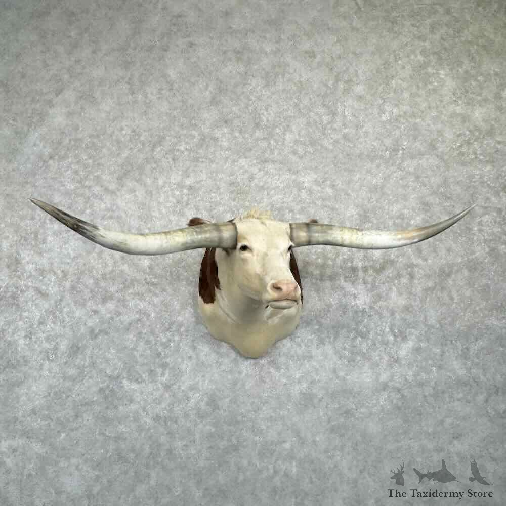 Longhorn Steer Shoulder Mount For Sale #31077 @ The Taxidermy Store