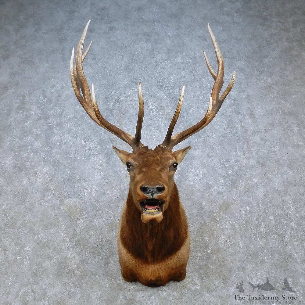 Rocky Mountain Elk Shoulder Mount For Sale #15060 @ The Taxidermy Store
