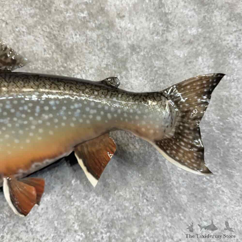 Brook Trout Fish Mount For Sale #30753 @ The Taxidermy Store