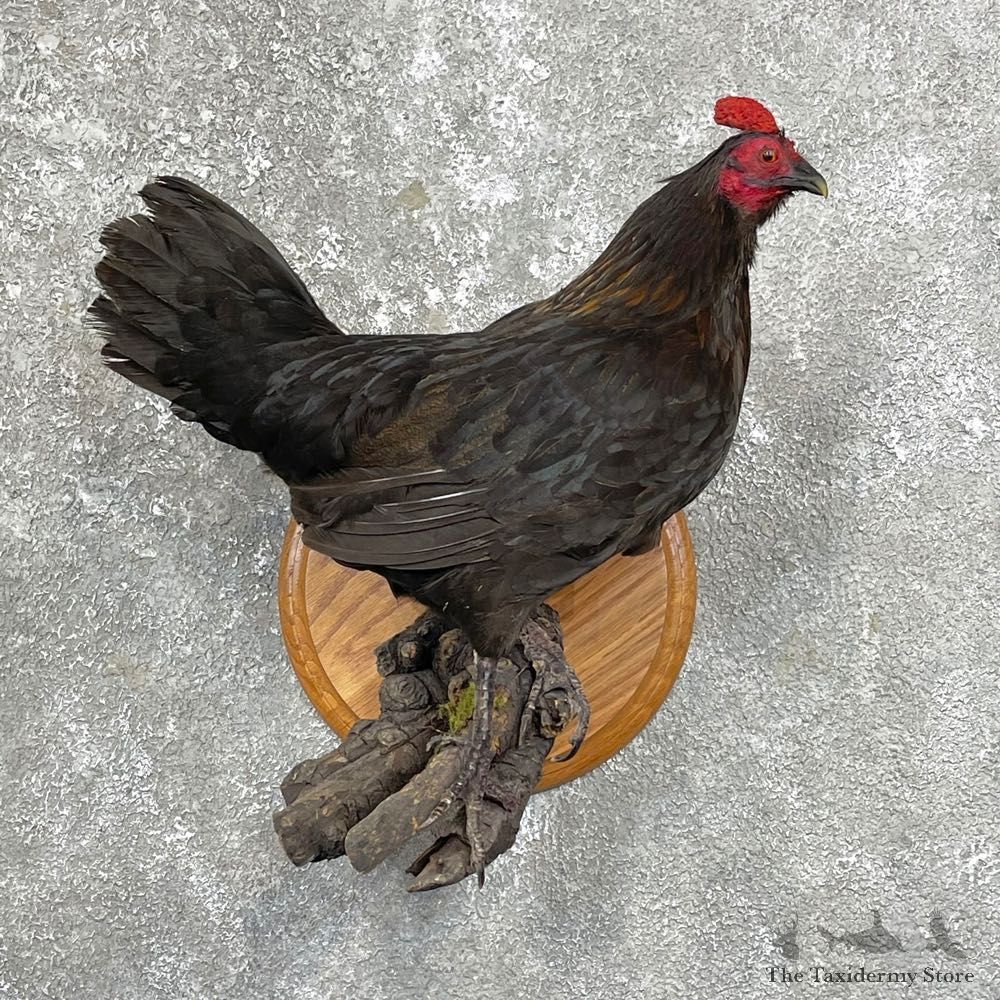 Bantam Chicken Hen Bird Mount For Sale #24919 @ The Taxidermy Store