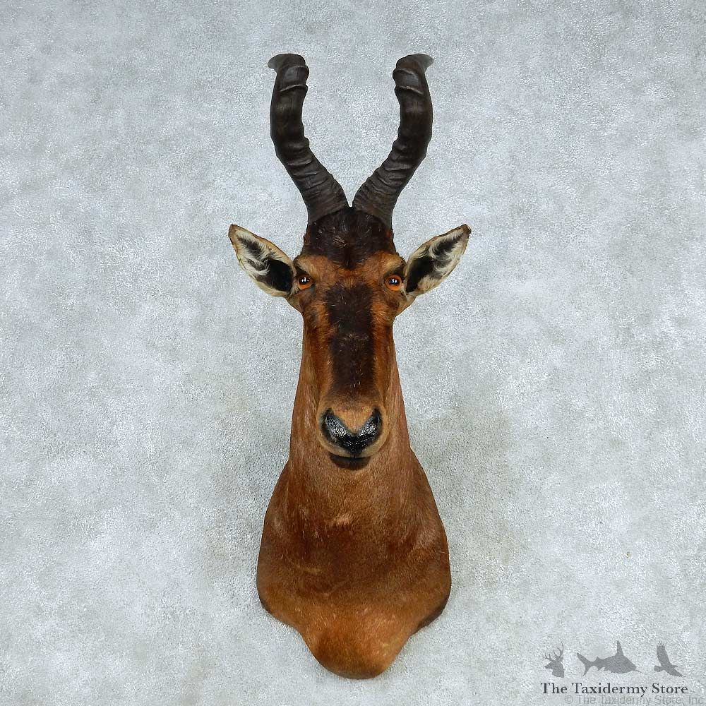 African Hartebeest Shoulder Mount #13638 For Sale @ The Taxidermy Store