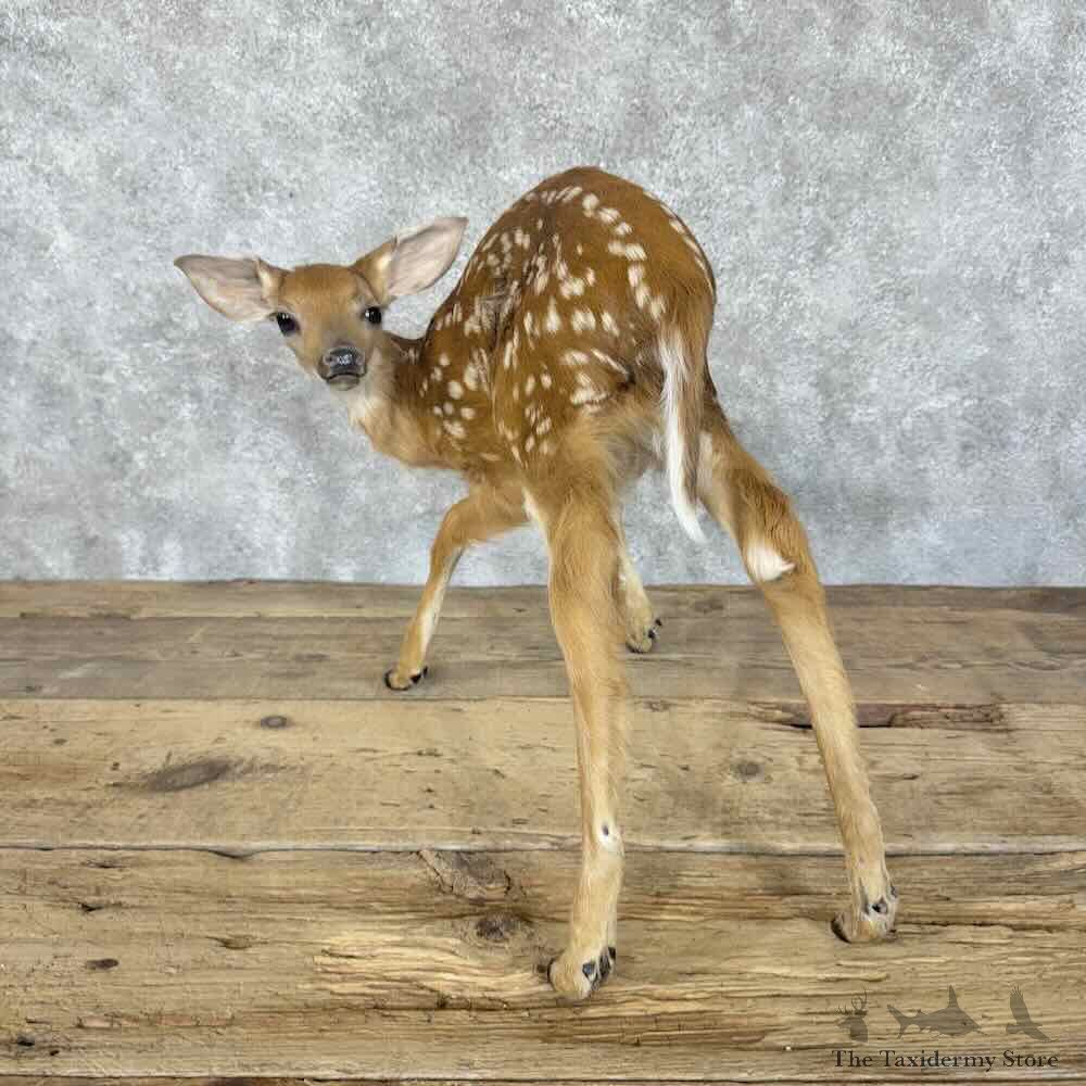 Whitetail Deer Fawn Life-Size Mount For Sale #30560 @ The Taxidermy Store