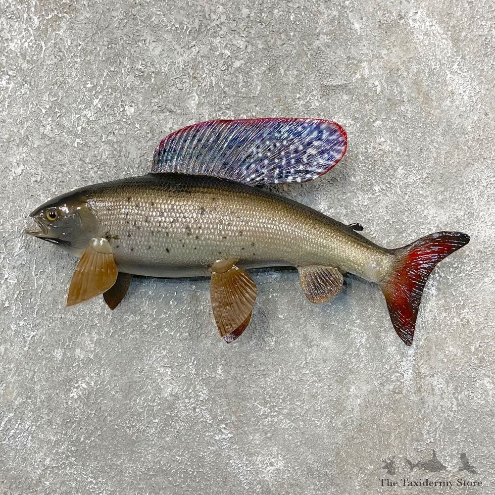 Arctic Grayling Fish Mount For Sale #24390 @ The Taxidermy Store