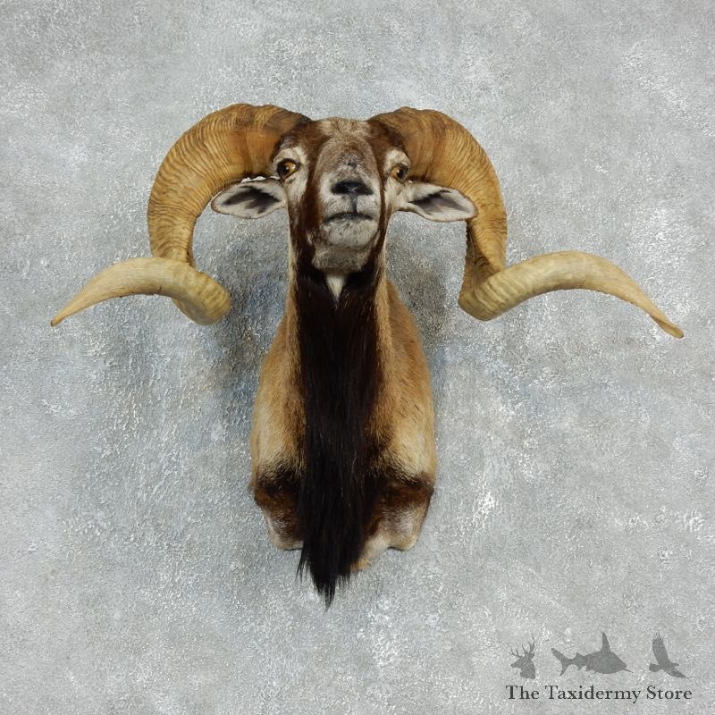 Corsican Ram Shoulder Mount For Sale #17908 @ The Taxidermy Store