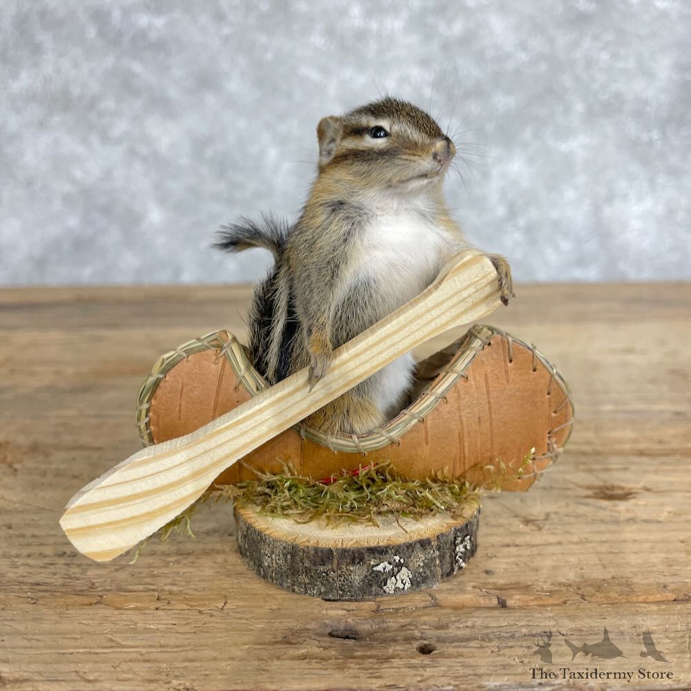 Novelty Chipmunk Mount For Sale #28644 - The Taxidermy Store