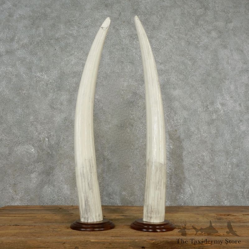 Walrus Tusk Replica Mount For Sale #17388 @ The Taxidermy Store