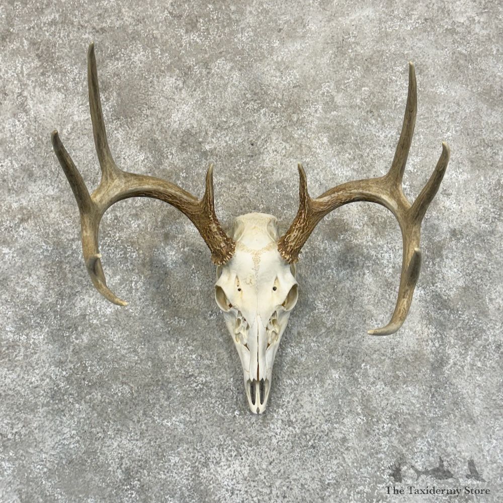 Whitetail Deer Skull European Mount For Sale #29222 @ The Taxidermy Store