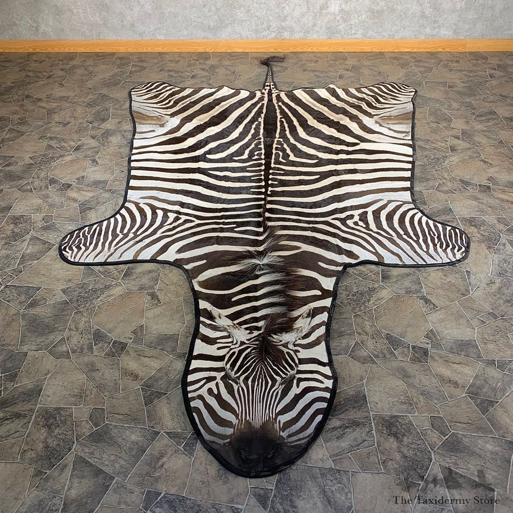 African Zebra Full-Size Taxidermy Rug For Sale #21184 @ The Taxidermy Store