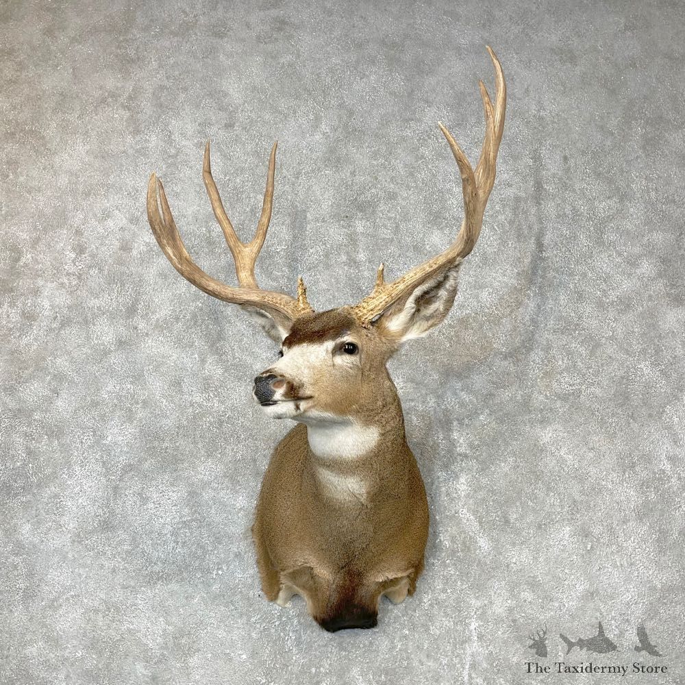 Mule Deer Shoulder Mount For Sale #24385 @ The Taxidermy Store