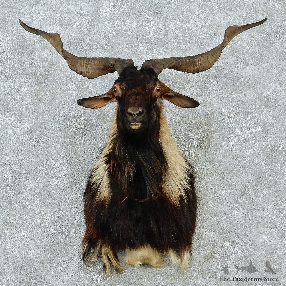 New Zealand Spanish Goat Shoulder Taxidermy Head Mount #12847 For Sale @ The Taxidermy Store
