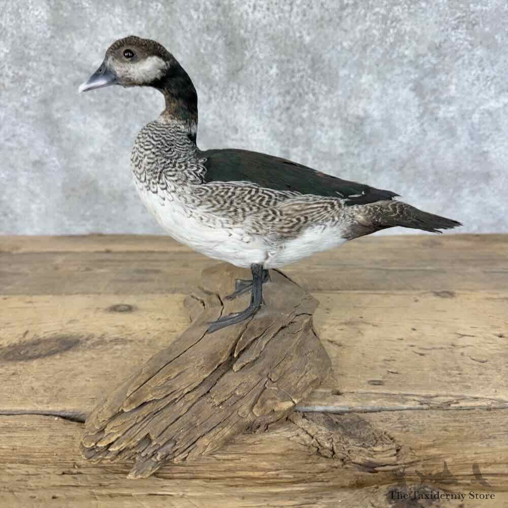 Green Pygmy Goose Bird Mount For Sale #31425 @ The Taxidermy Store