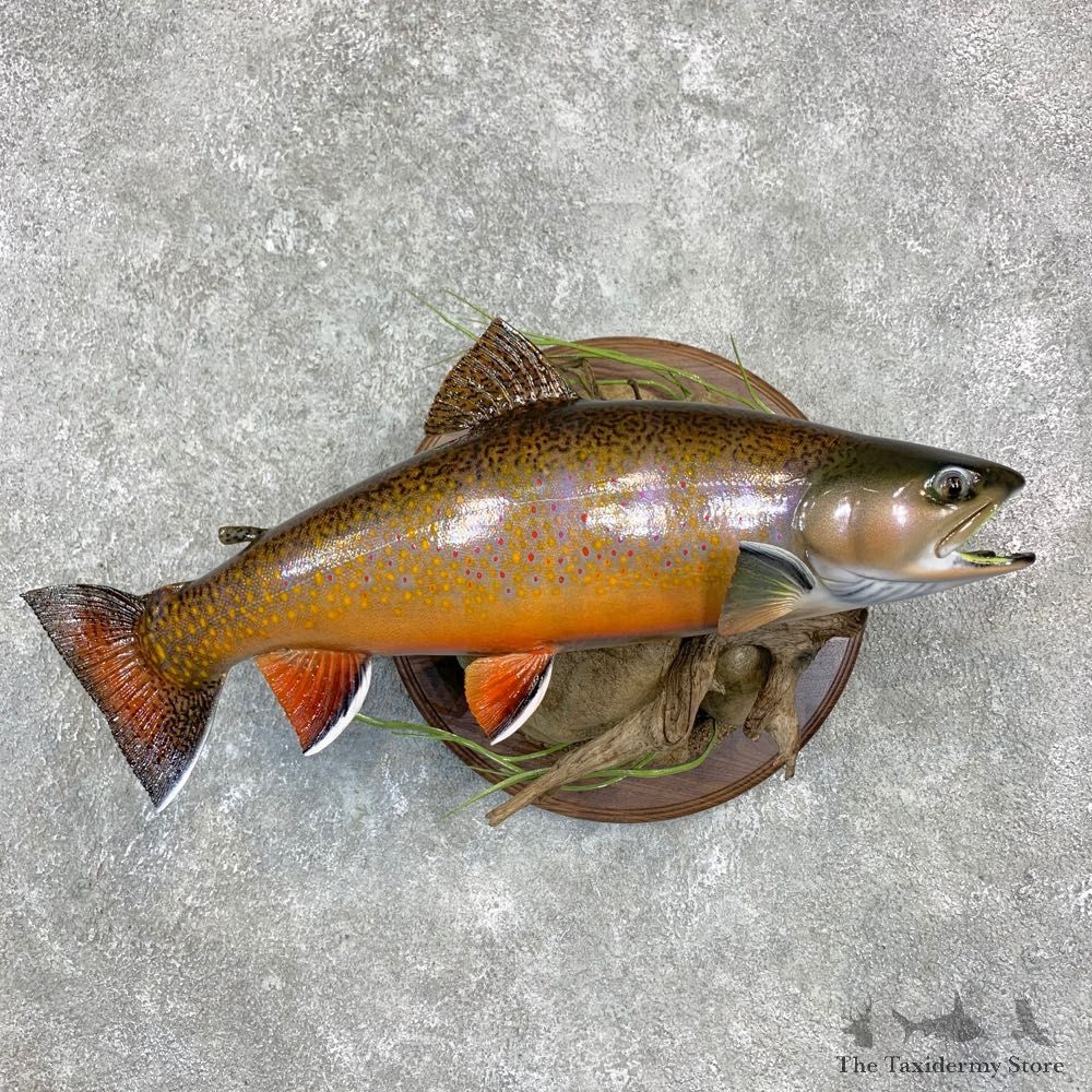 Brook Trout Fish Mount For Sale #23156 @ The Taxidermy Store
