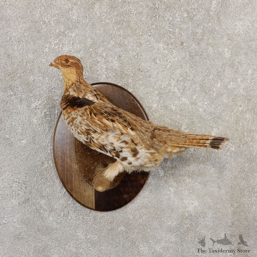 Ruffed Grouse Bird Mount For Sale #20803 @ The Taxidermy Store