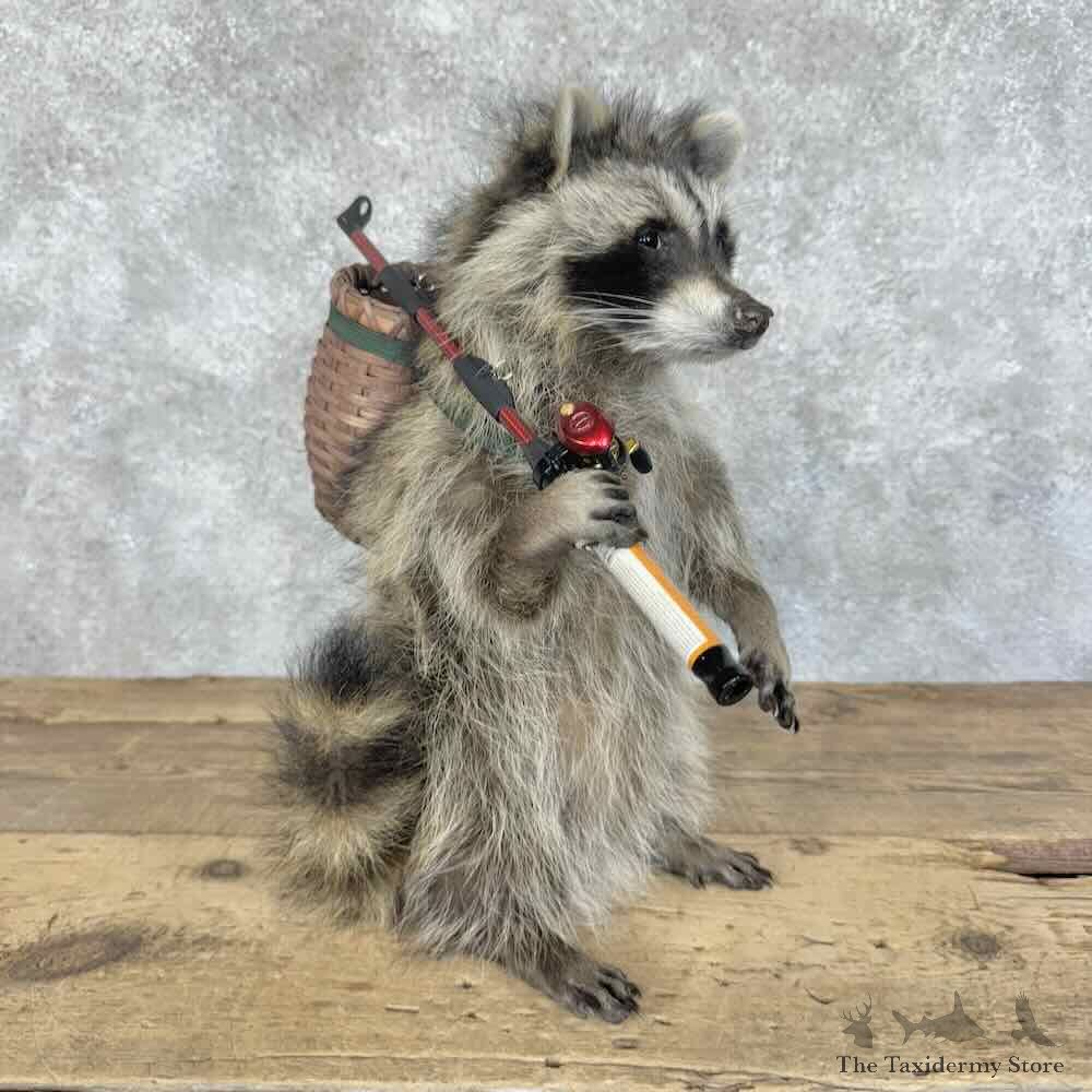 Fishing Raccoon Novelty Mount For Sale #31130 @ The Taxidermy Store