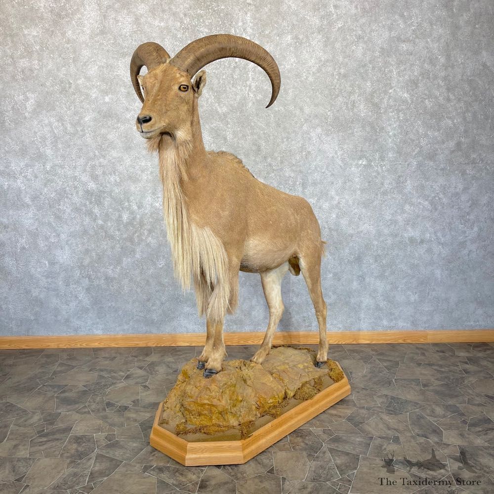 Aoudad Life-Size Taxidermy Mount For Sale #24966 @ The Taxidermy Store
