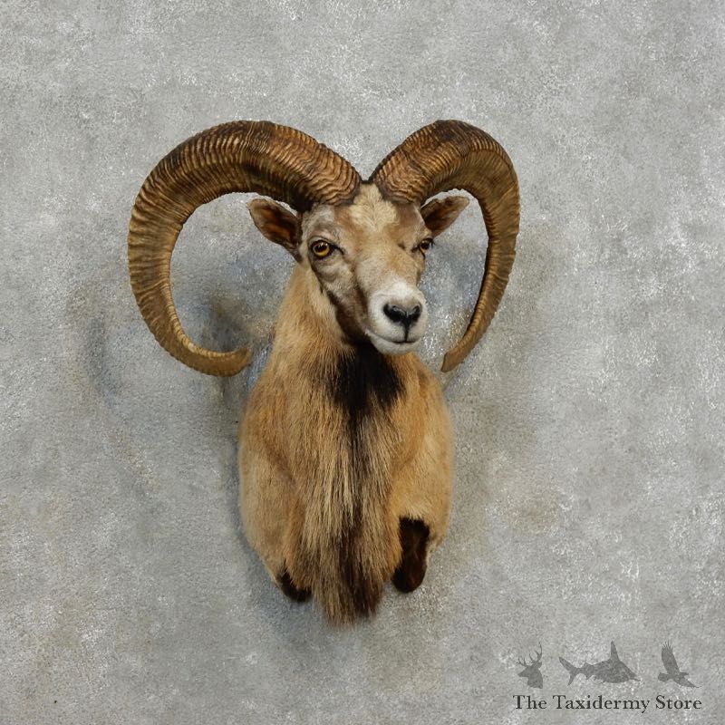 Mouflon Ram Shoulder Mount For Sale #17171 @ The Taxidermy Store
