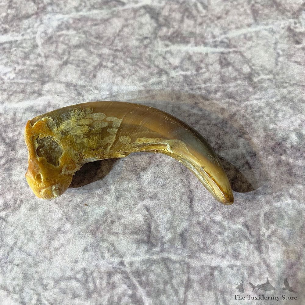 Grizzly Bear Claw For Sale #21907 @ The Taxidermy Store