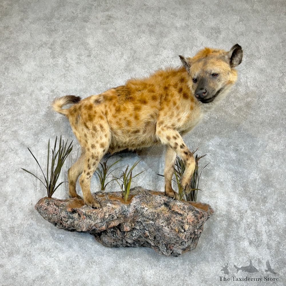 Spotted Hyena Life-Size Mount For Sale #29645 @ The Taxidermy Store