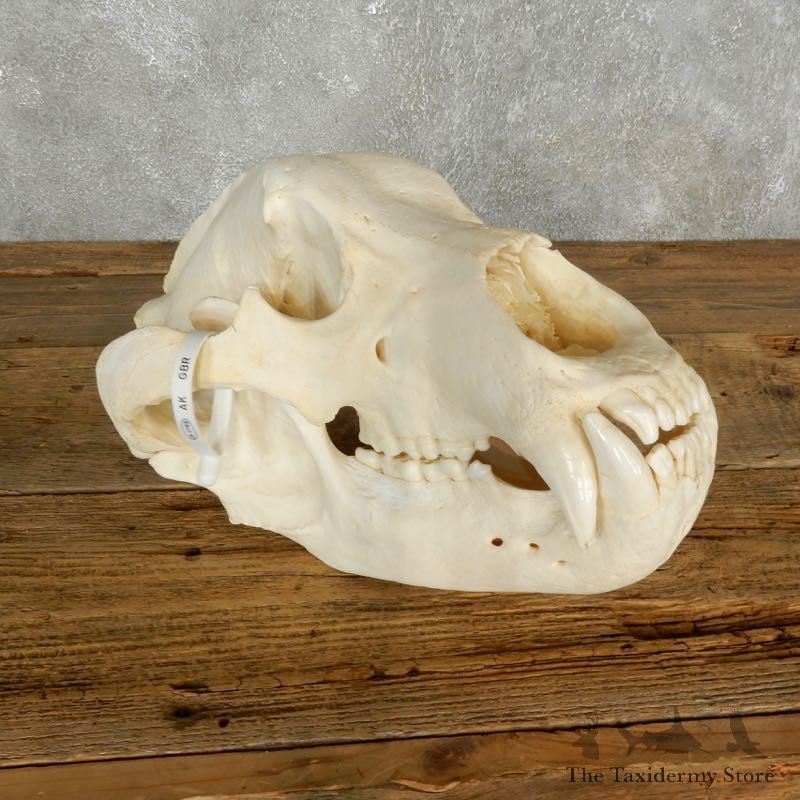 Kodiak Brown Bear Skull Mount For Sale #17716 @ The Taxidermy Store