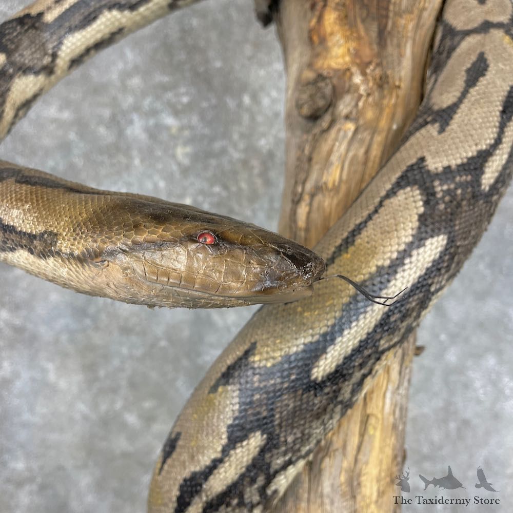 Reticulated Python Snake Mount For Sale #26875 @ The Taxidermy Store