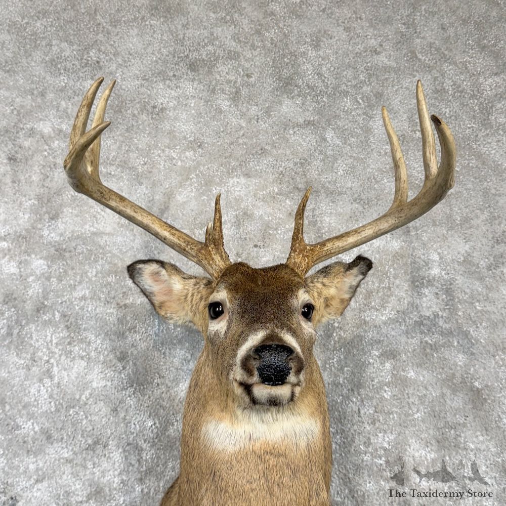 Whitetail Deer Shoulder Mount For Sale #30246 @ The Taxidermy Store