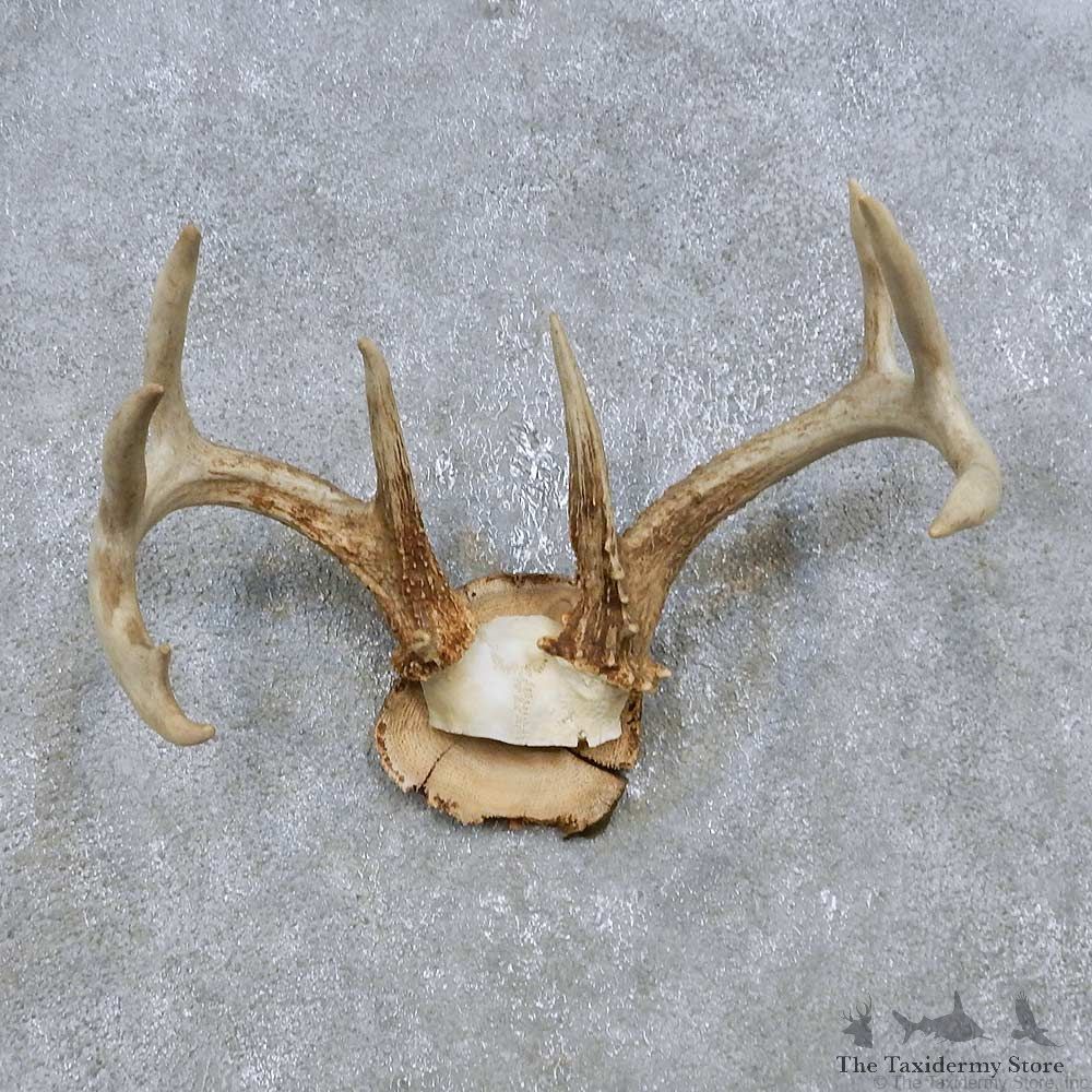 Whitetail Deer Antler Plaque Mount For Sale #14774 @ The Taxidermy Store