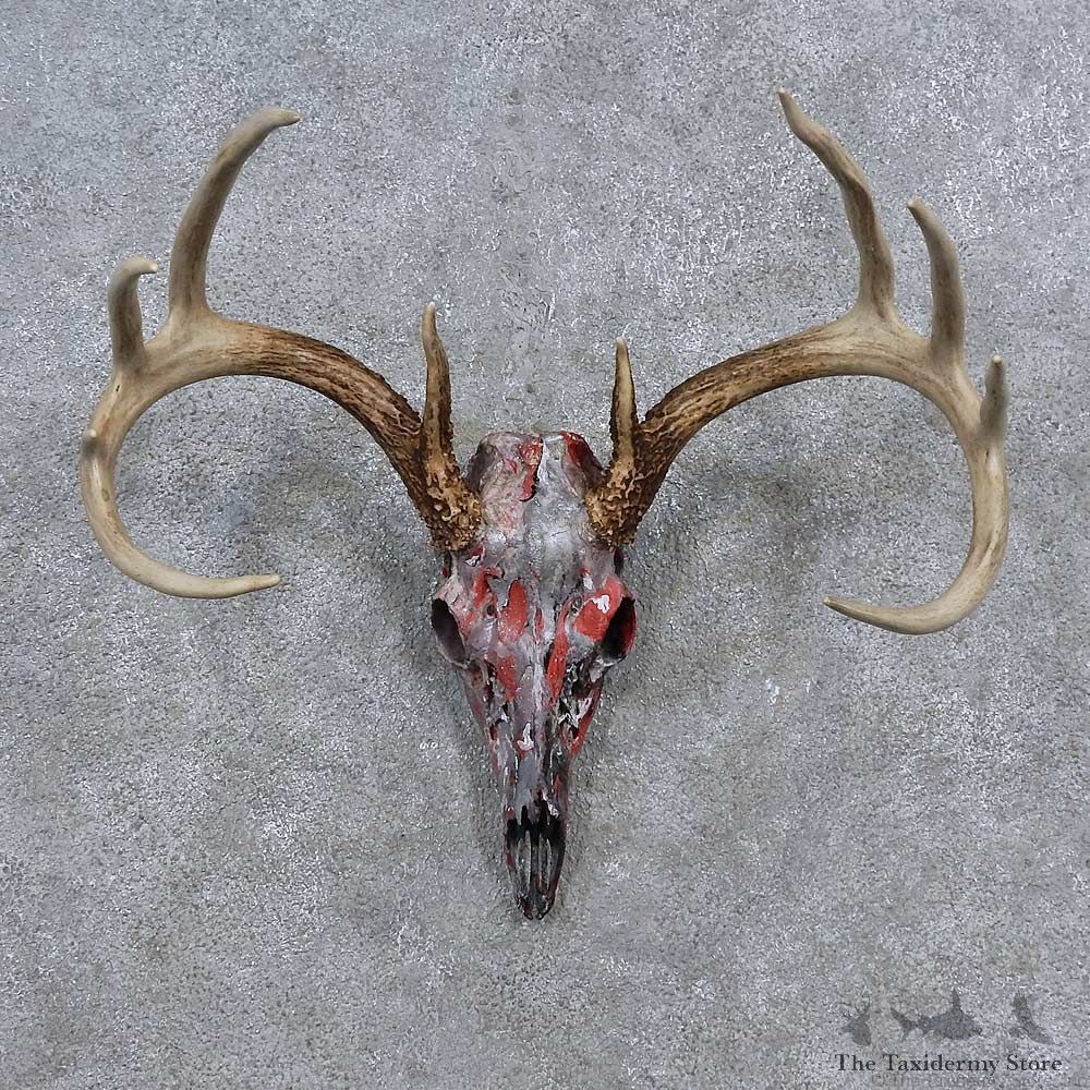 Whitetail Deer Skull Antler European Mount For Sale #15645 @ The Taxidermy Store