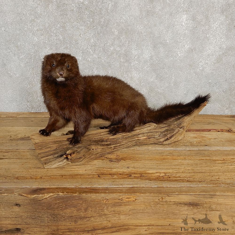 Mink Life-Size Taxidermy Mount For Sale #20247 @ The Taxidermy Store