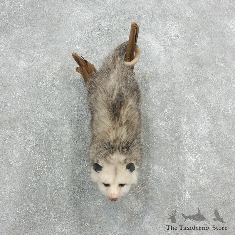 Wall Hanging Opossum Mount For Sale #18108 @ The Taxidermy Store