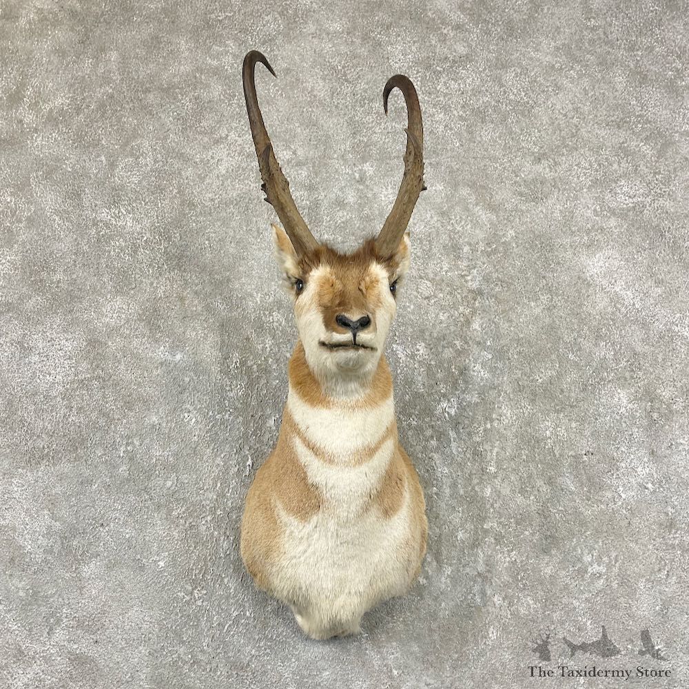 Pronghorn Antelope Shoulder Mount For Sale #26044 @ The Taxidermy Store