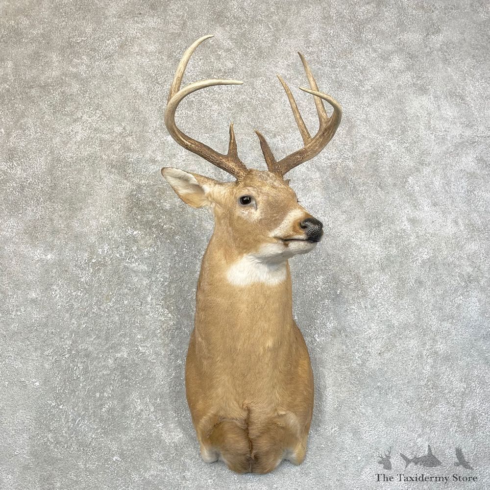 Whitetail Deer Shoulder Mount #24598 For Sale - The Taxidermy Store