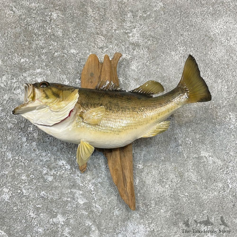 Largemouth Bass Fish Mount For Sale #26698 @ The Taxidermy Store