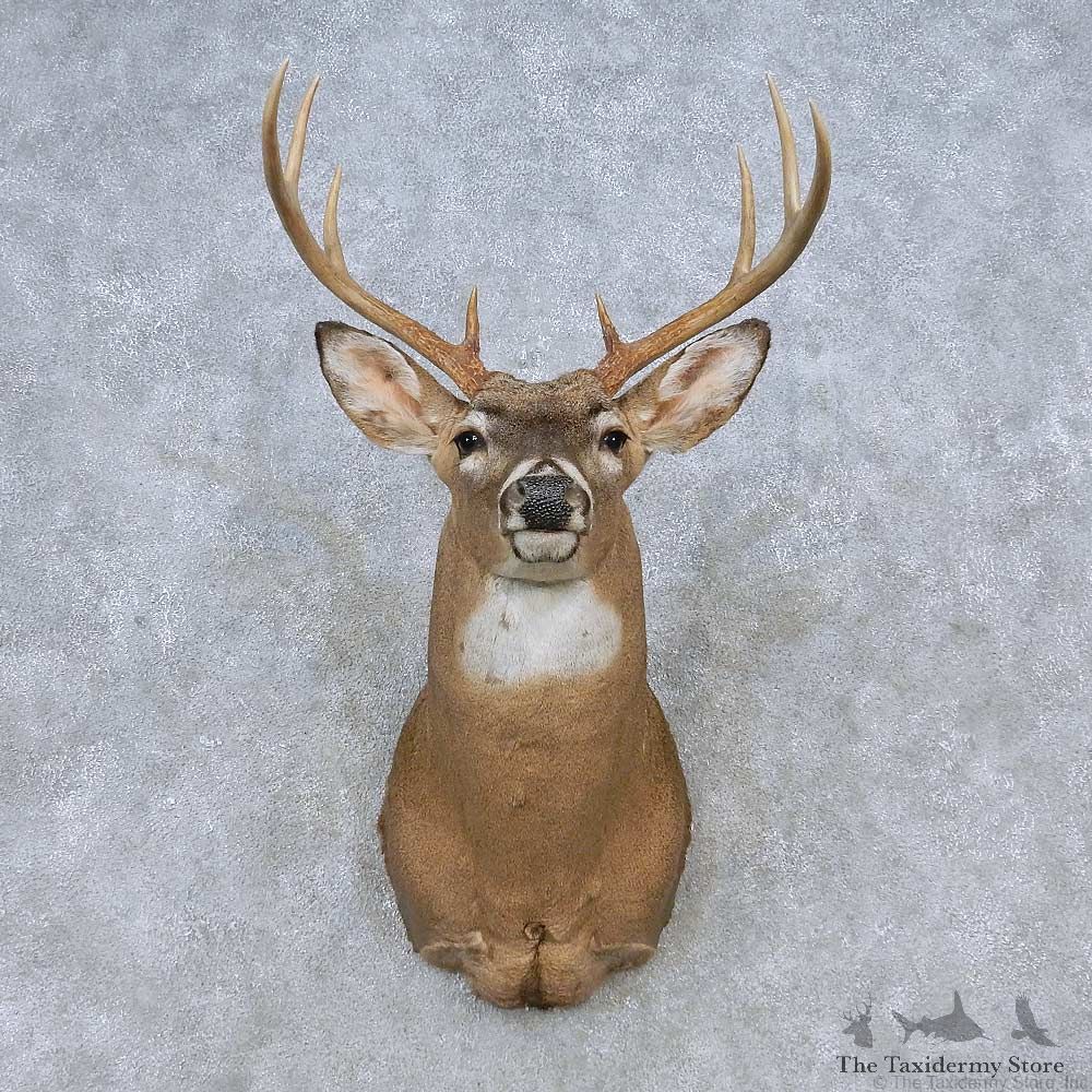 Whitetail Deer Shoulder Mount For Sale #14791 @ The Taxidermy Store