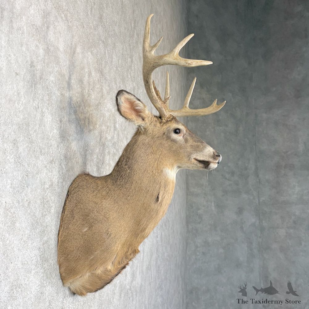 Whitetail Deer Shoulder Mount For Sale #30246 @ The Taxidermy Store