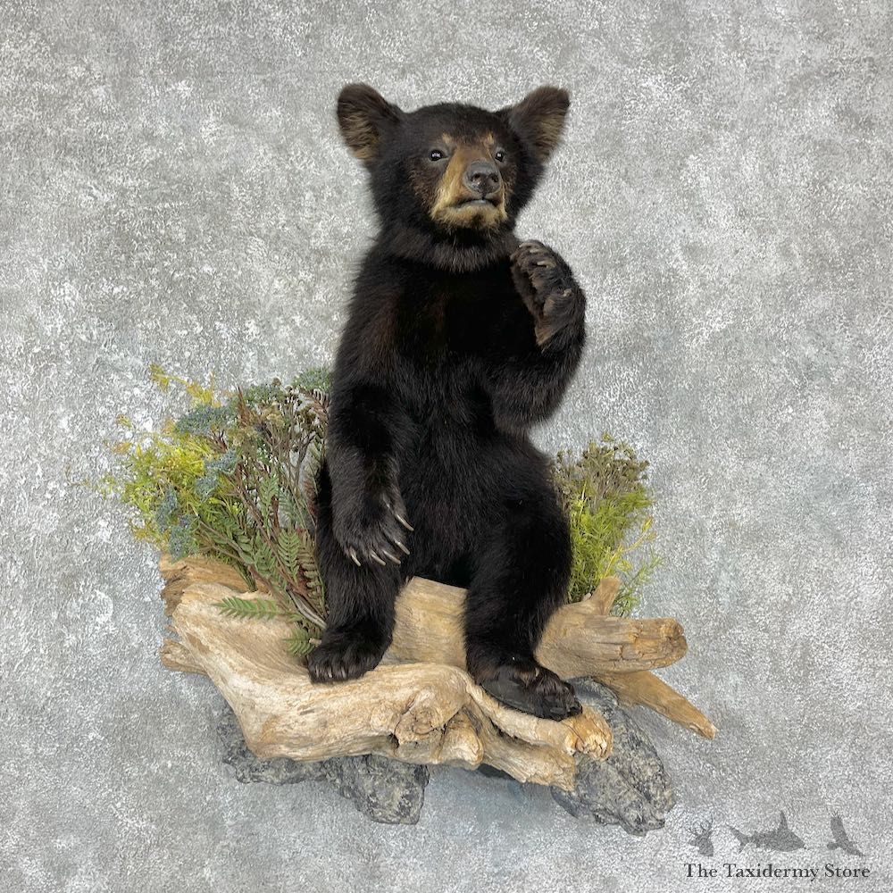 Black Bear Cub Taxidermy Mount For Sale #25580 @ The Taxidermy Store