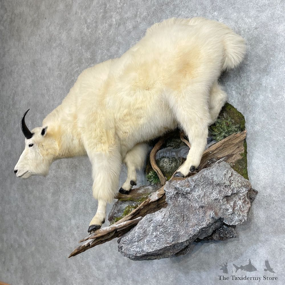 Mountain Goat Life-Size Mount For Sale #25324 @ The Taxidermy Store