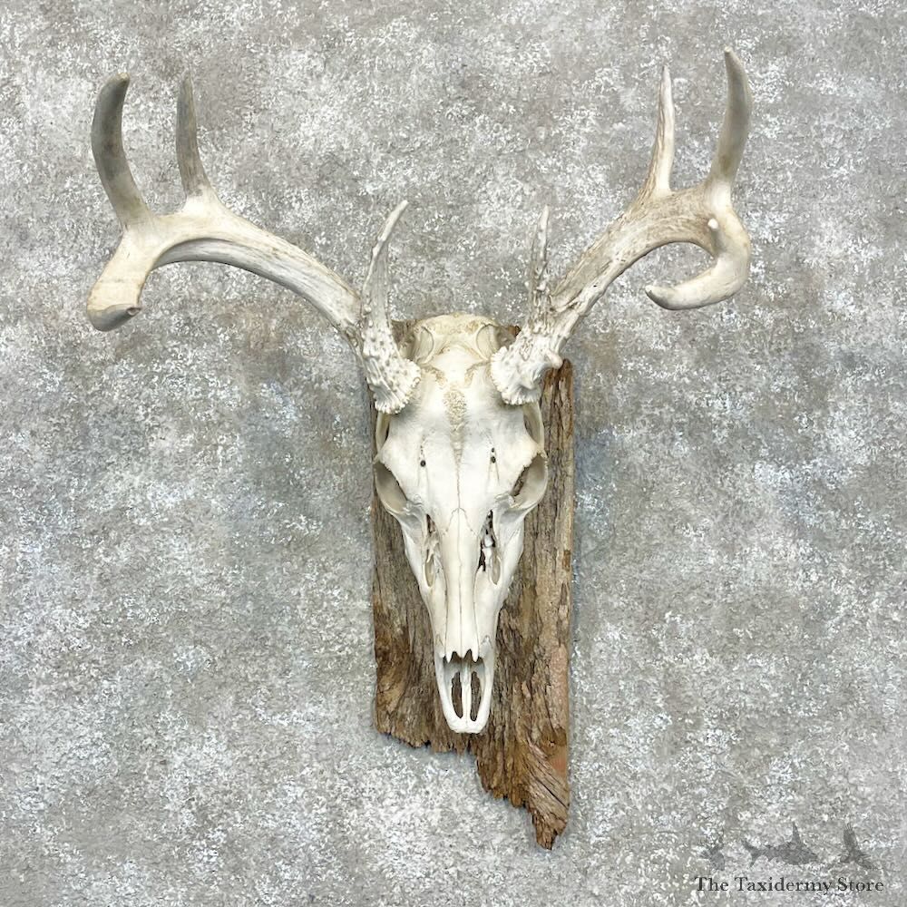 Whitetail Deer Skull European Mount For Sale #28465 @ The Taxidermy Store