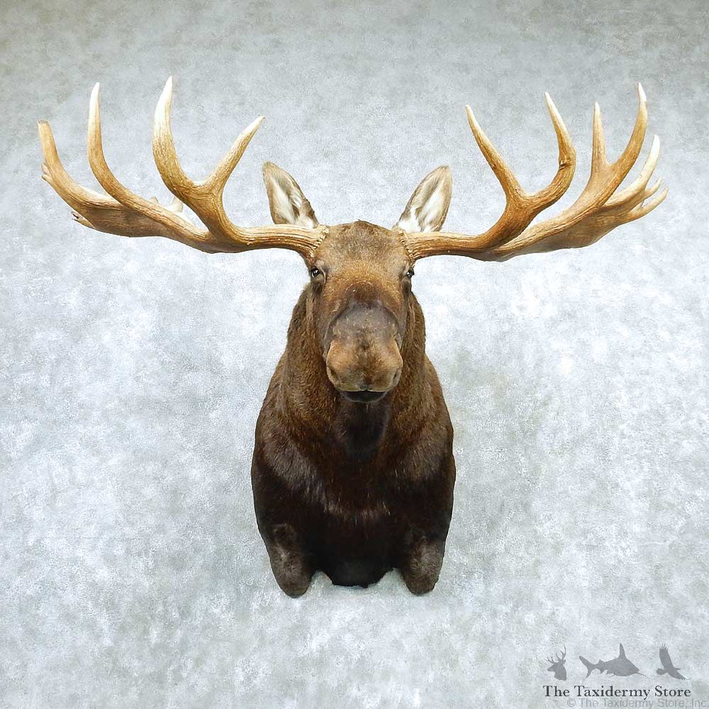 Alaskan Moose Shoulder Taxidermy Mount #13209 For Sale @ The Taxidermy Store
