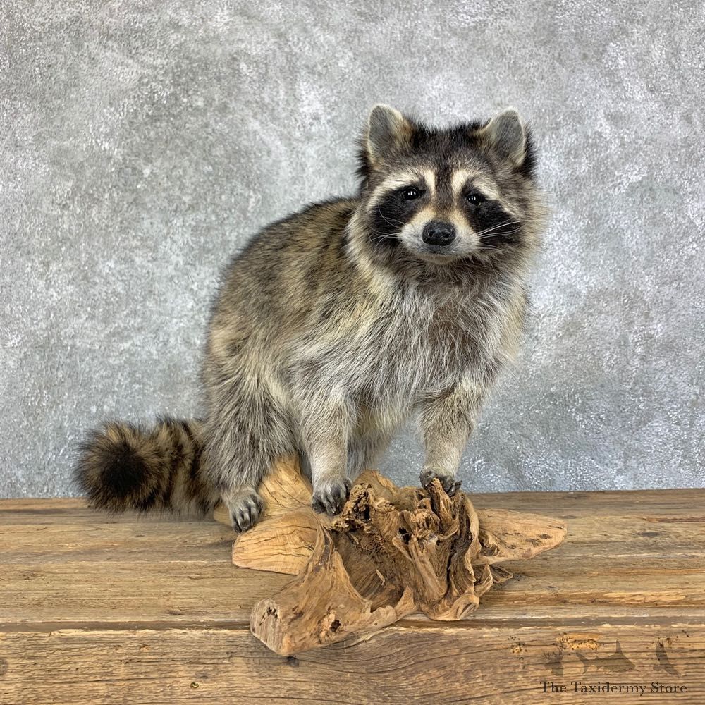 Raccoon Life-Size Mount For Sale #22713 @ The Taxidermy Store