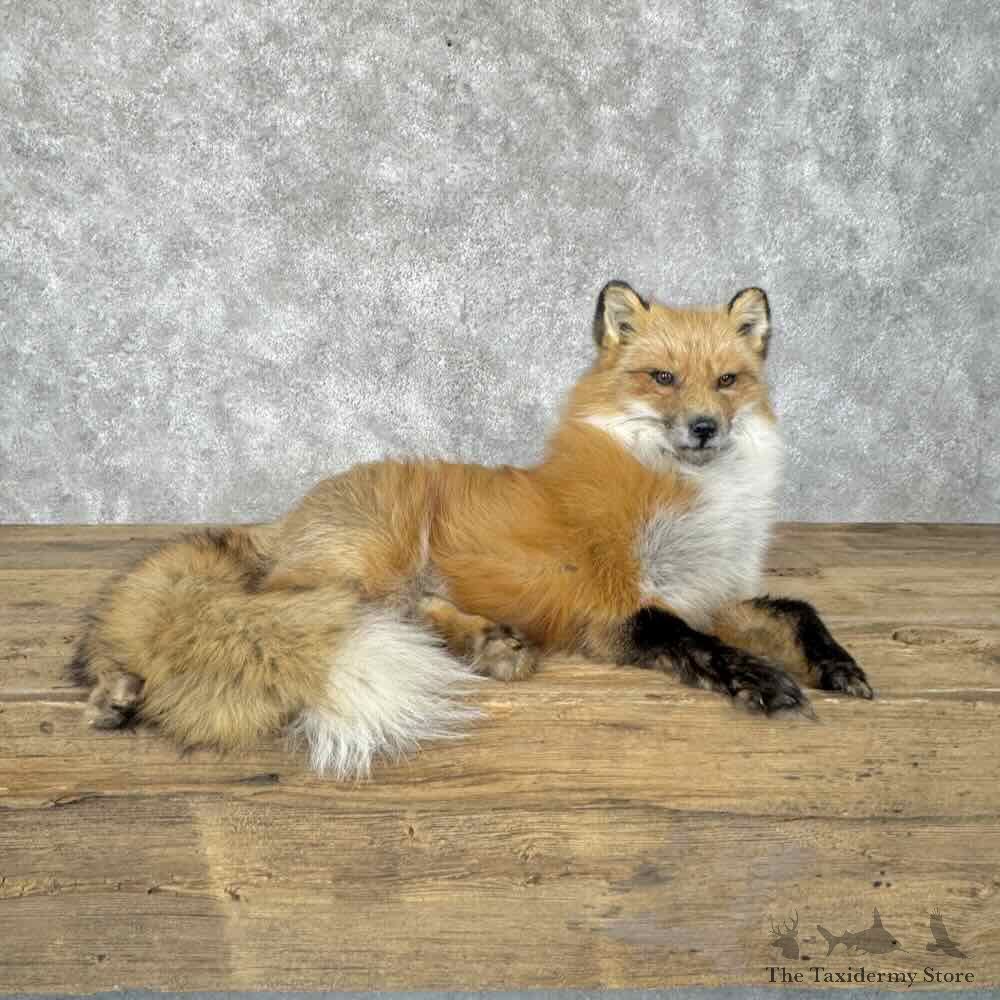 Red Fox Life-Size Mount For Sale #31969 @ The Taxidermy Store