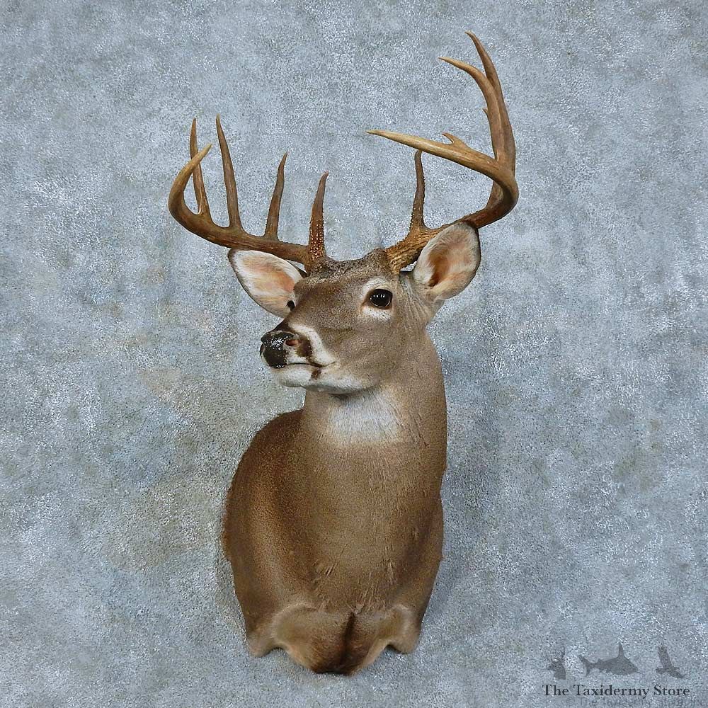 Whitetail Deer Shoulder Mount For Sale #15790 @ The Taxidermy Store