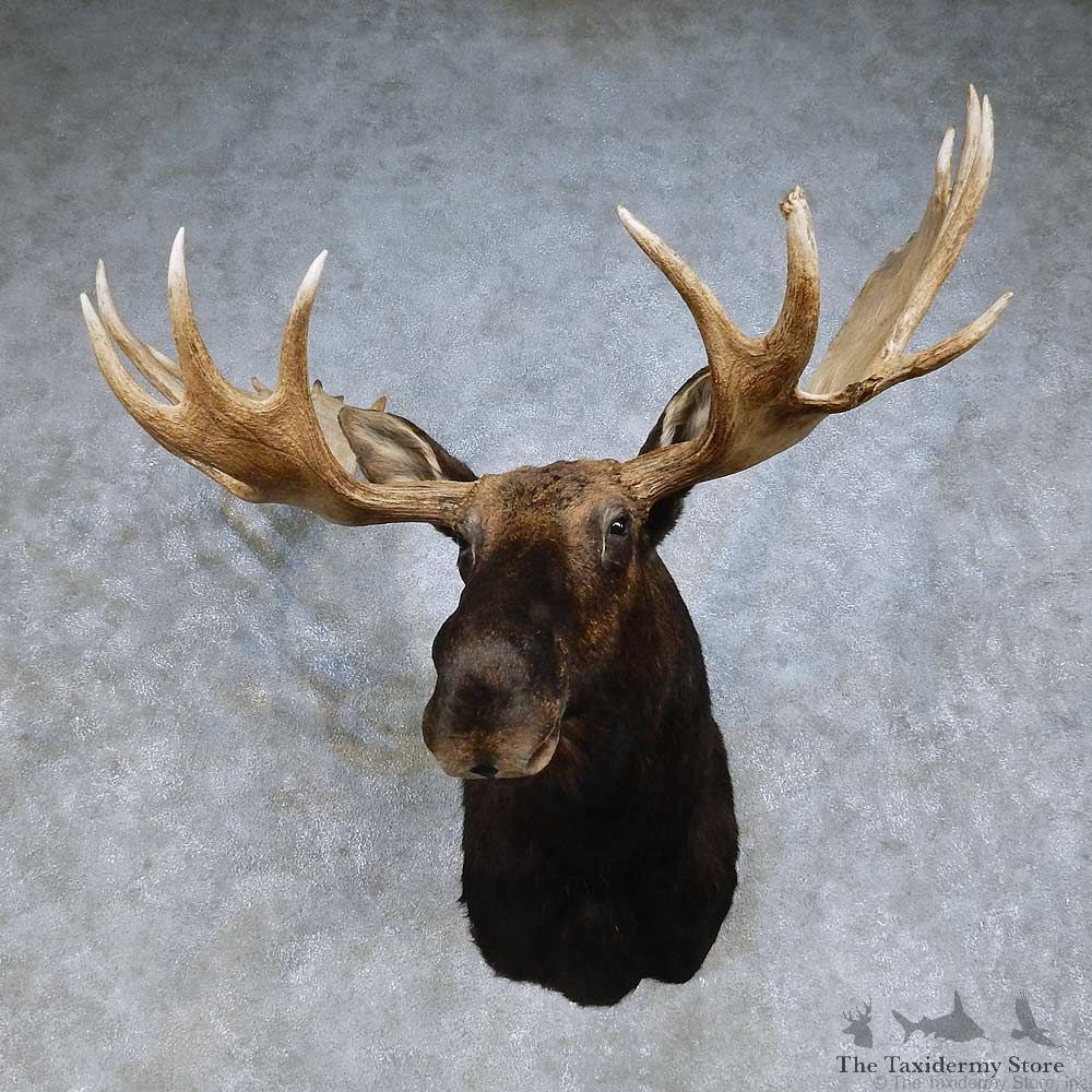 Moose Shoulder Mount For Sale #14908 @ The Taxidermy Store