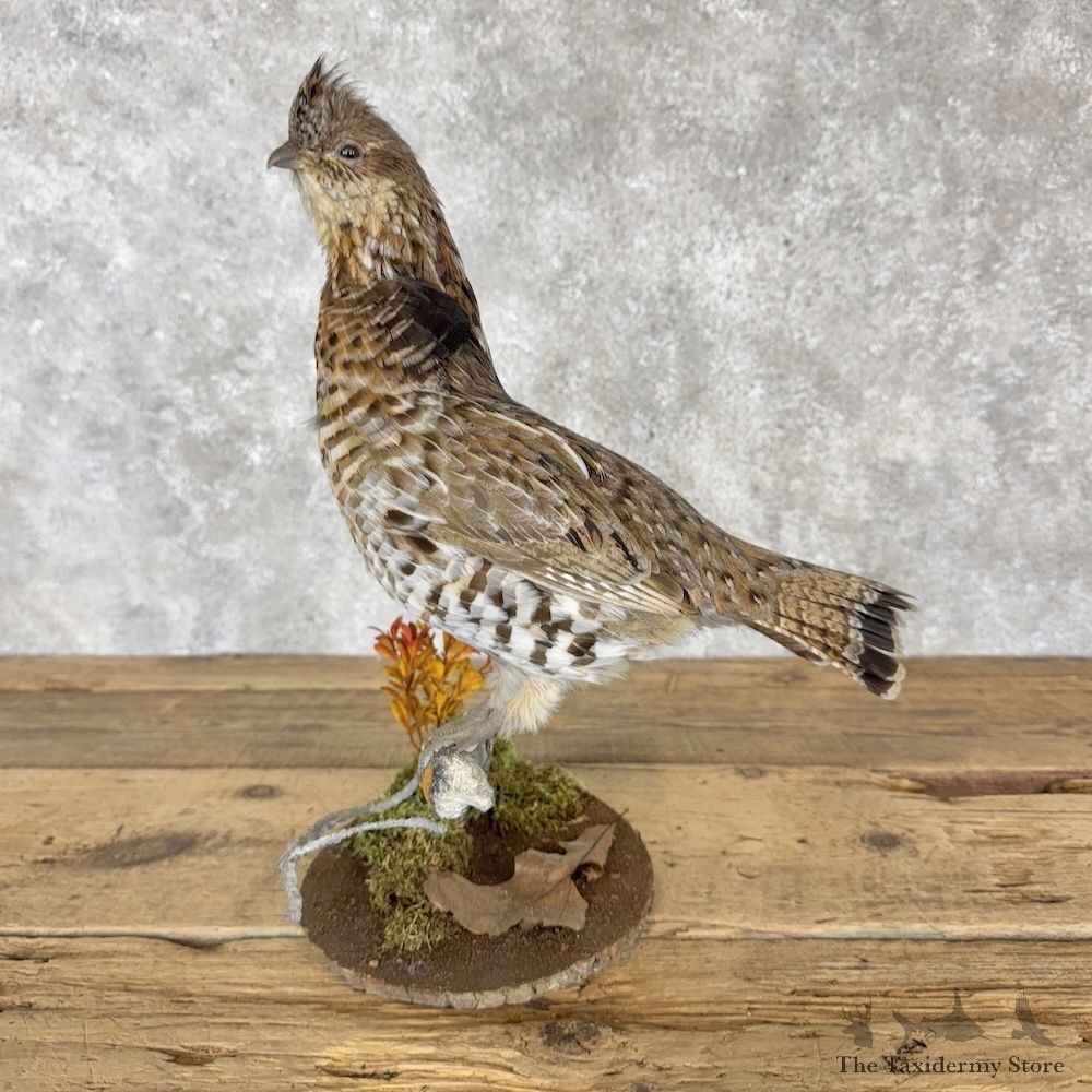 Ruffed Grouse Bird Mount For Sale #30301 @ The Taxidermy Store