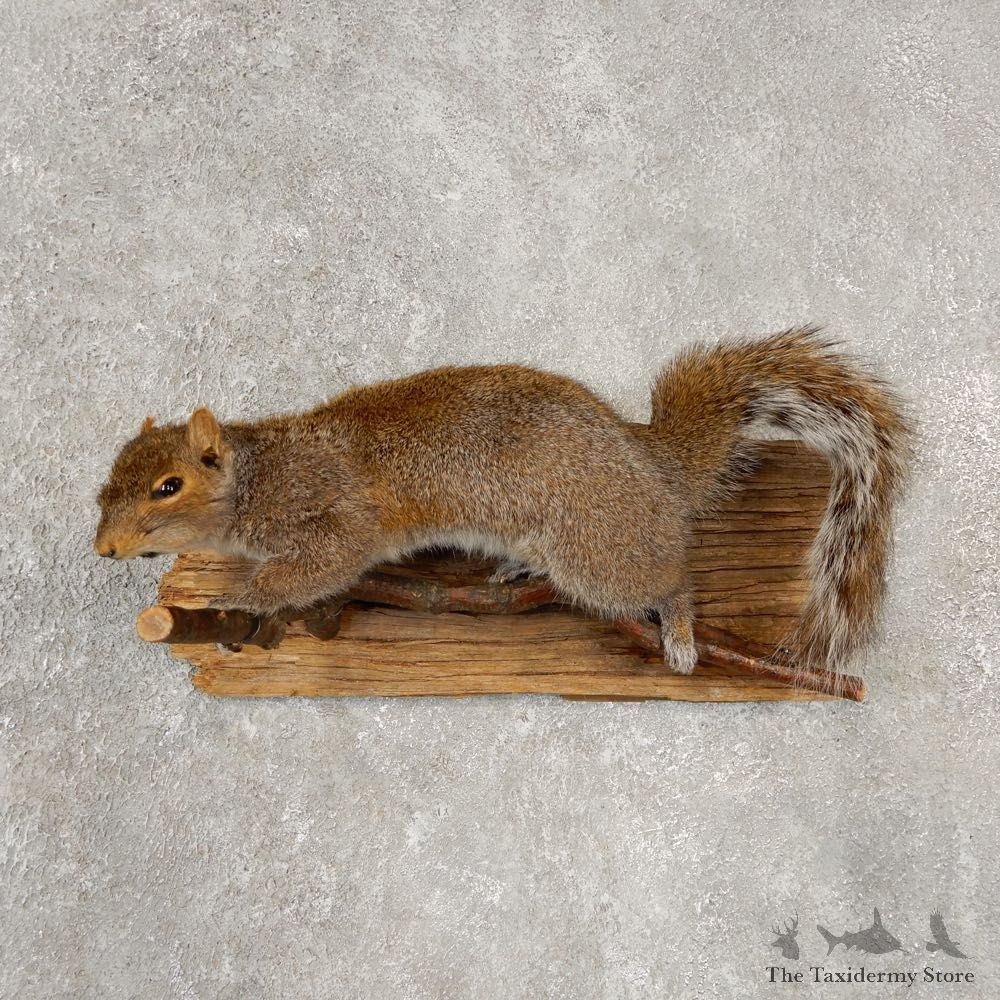 Grey Squirrel Life-Size Mount For Sale #20598 @ The Taxidermy Store