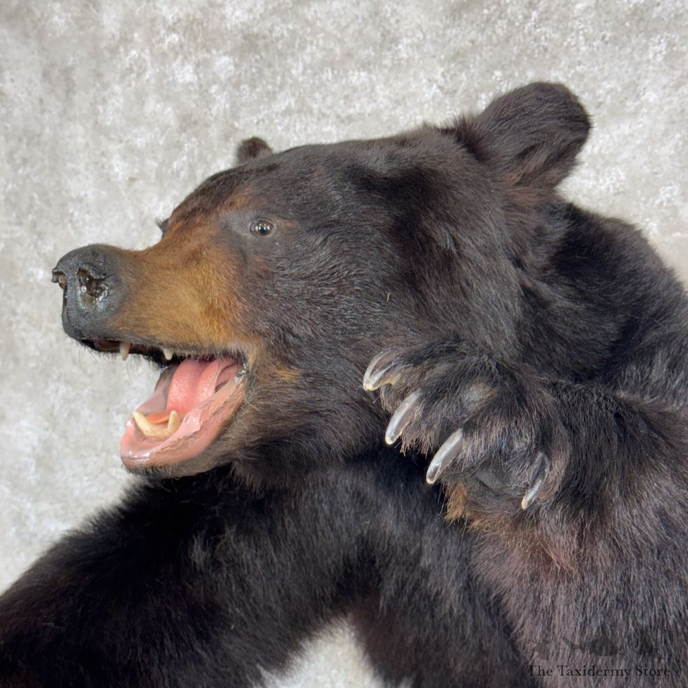 Black Bear 1/2 Life-Size Mount For Sale #29873 @ The Taxidermy Store