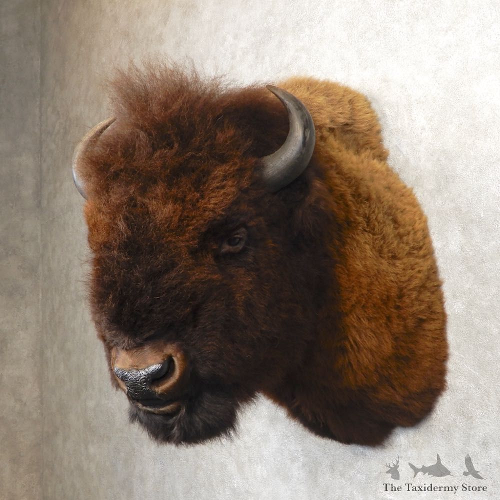 American Bison Shoulder Mount For Sale #21274 @ The Taxidermy Store